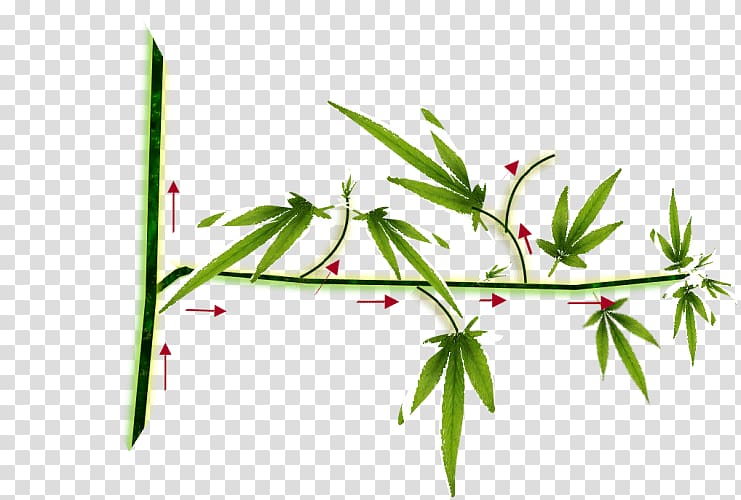 Hemp Cannabis cultivation Sensi Seeds Autoflowering cannabis, cannabis transparent background PNG clipart