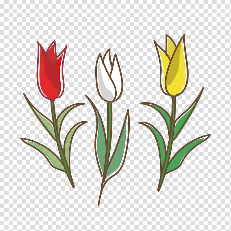 Tulip White Flower Yellow Graphics, transparent background PNG clipart