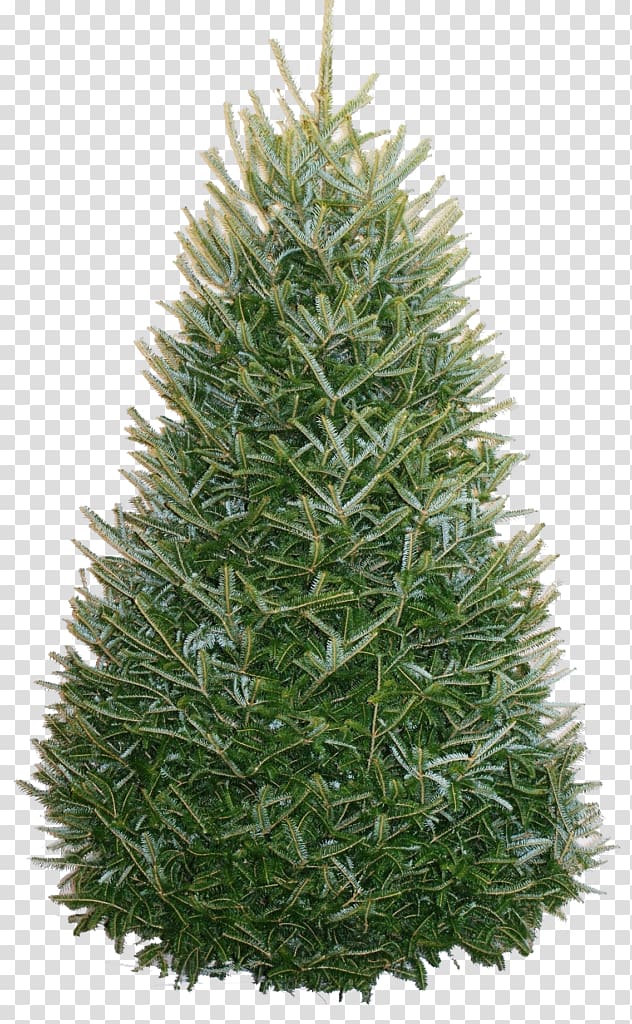 Fraser fir Christmas tree Nordmann fir, fresh garland transparent background PNG clipart