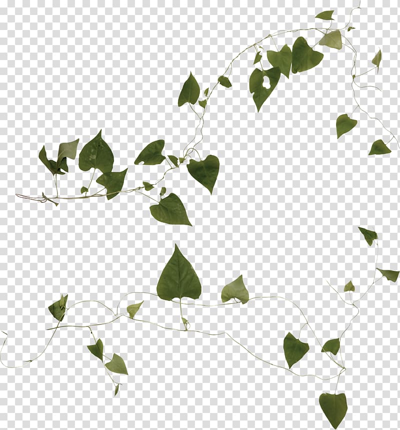 Plant Liana Ivy , plant transparent background PNG clipart