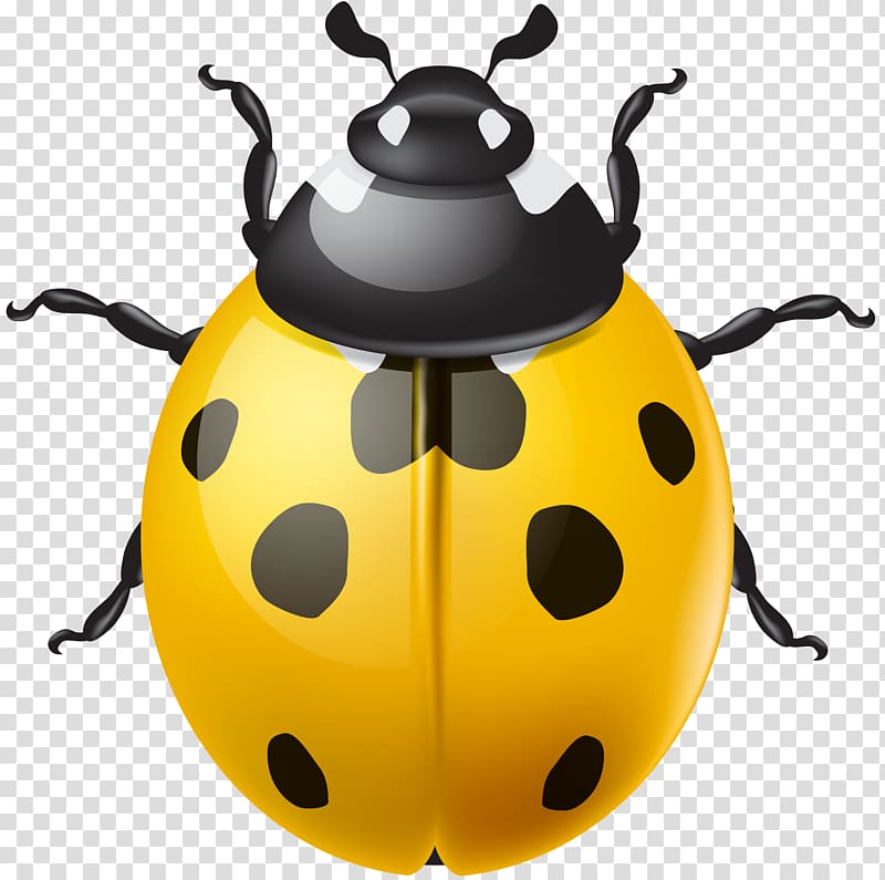 Ladybird Beetle , Yellow Ladybird transparent background PNG clipart