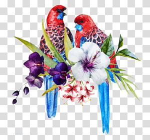 Bird Parrot Eastern rosella Illustration, Two parrots transparent background PNG clipart thumbnail