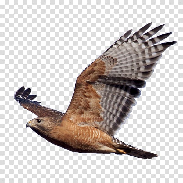 Bird of prey Red-shouldered hawk Eagle, Hawk transparent background PNG clipart