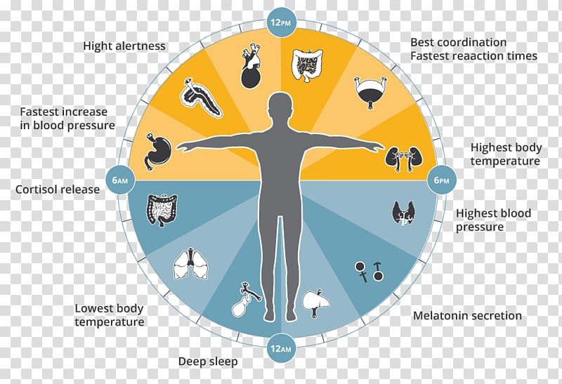Chronobiology Sleep Organism Clock Genetics, Change Your Life transparent background PNG clipart