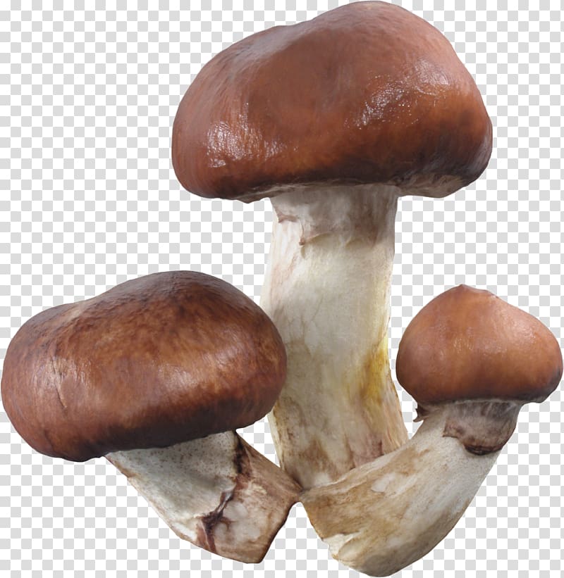 Pleurotus eryngii Shiitake Medicinal fungi Medicine Mushroom, mushroom transparent background PNG clipart