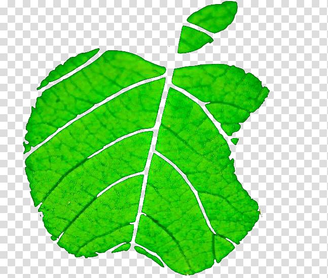 Leaf Apple Environmental protection, Apple leaves,Apple leaves transparent background PNG clipart