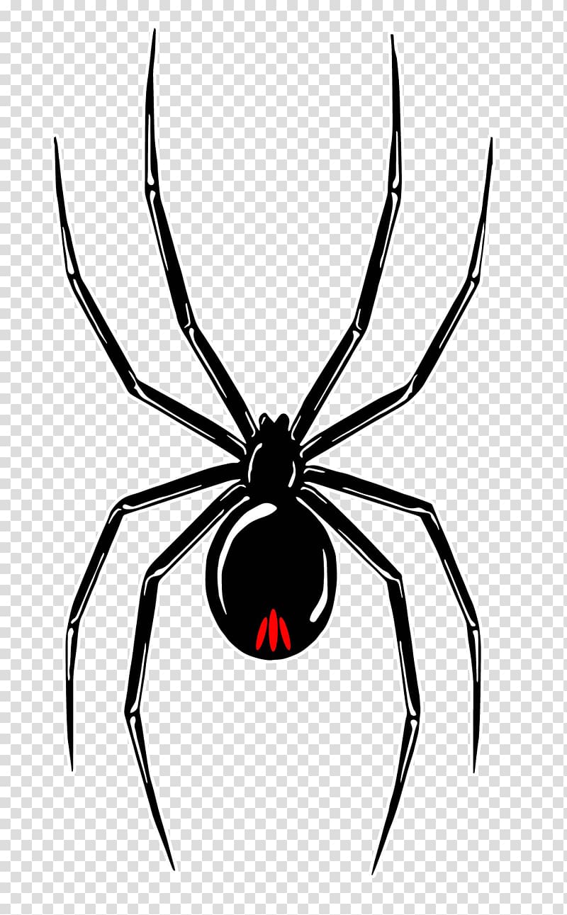 Southern black widow Wolf spider Redback spider Decal, spider transparent background PNG clipart