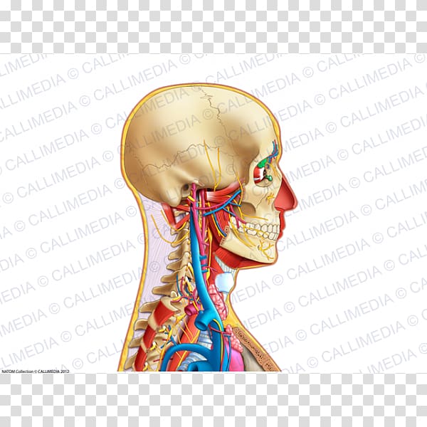 Neck Ear Human anatomy Bone, ear transparent background PNG clipart