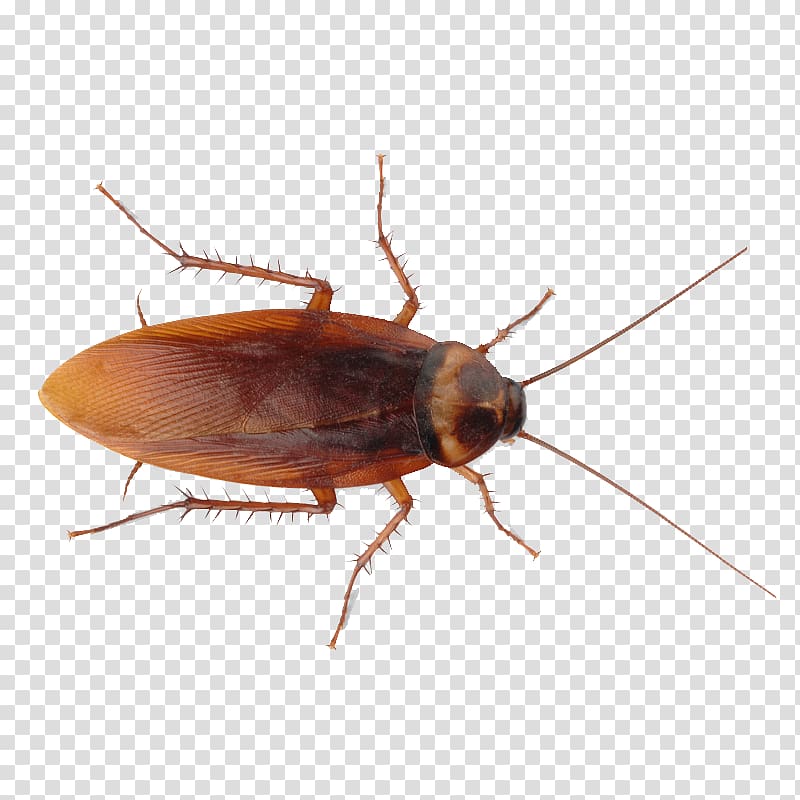 American cockroach Insect Termite, cockroach transparent background PNG clipart
