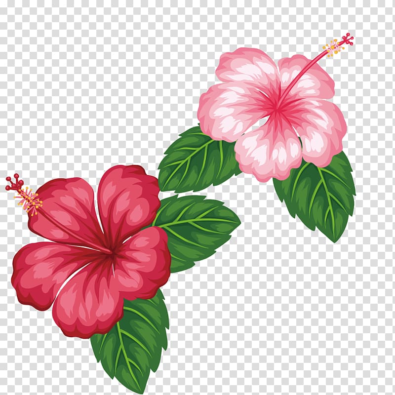 two pink and red Hibiscus flowers illustration, Flower Tropics , Red flowers transparent background PNG clipart