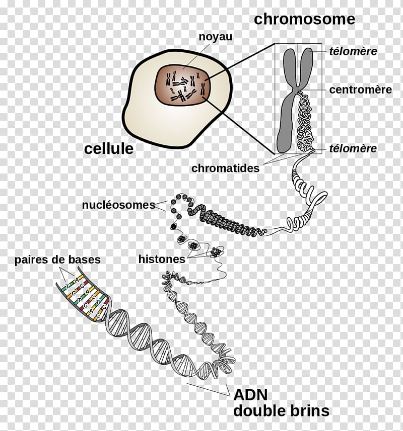DNA Chromosome Cell division Gene, chromosome transparent background PNG clipart