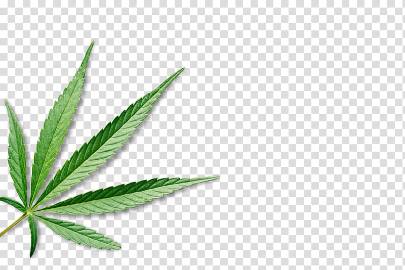 Medical cannabis Leaf Hemp, cannabis transparent background PNG clipart