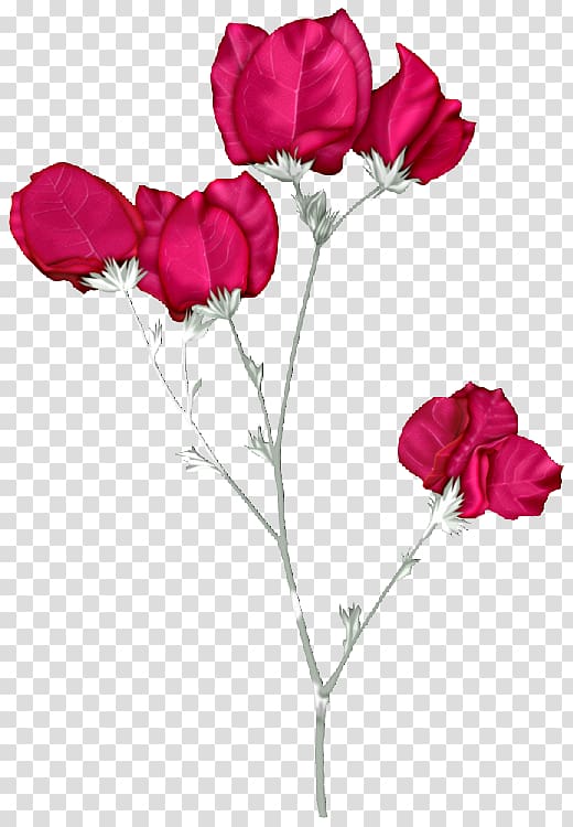 Garden roses Pink flowers , jo jo transparent background PNG clipart