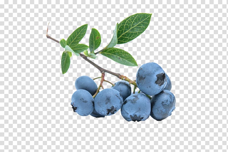 Blueberries transparent background PNG clipart