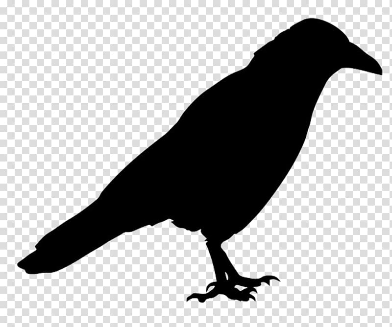 Bird Common raven Silhouette Western jackdaw, crow transparent background PNG clipart