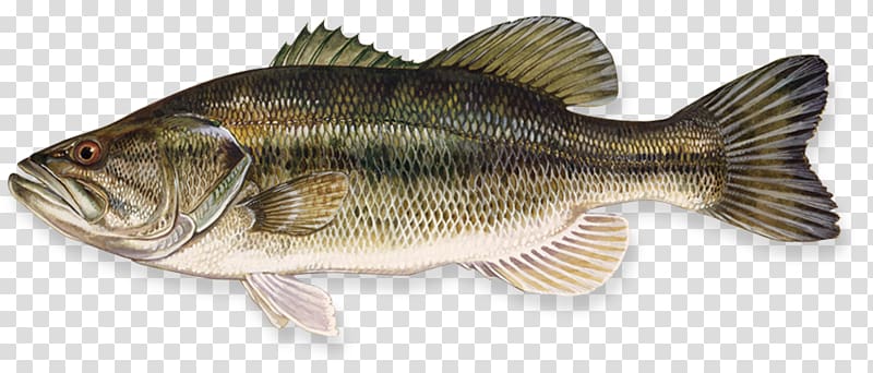 Largemouth bass Smallmouth bass Bass fishing, large mouth bass transparent background PNG clipart
