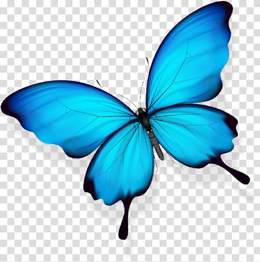Butterfly Gratis, butterfly transparent background PNG clipart | HiClipart