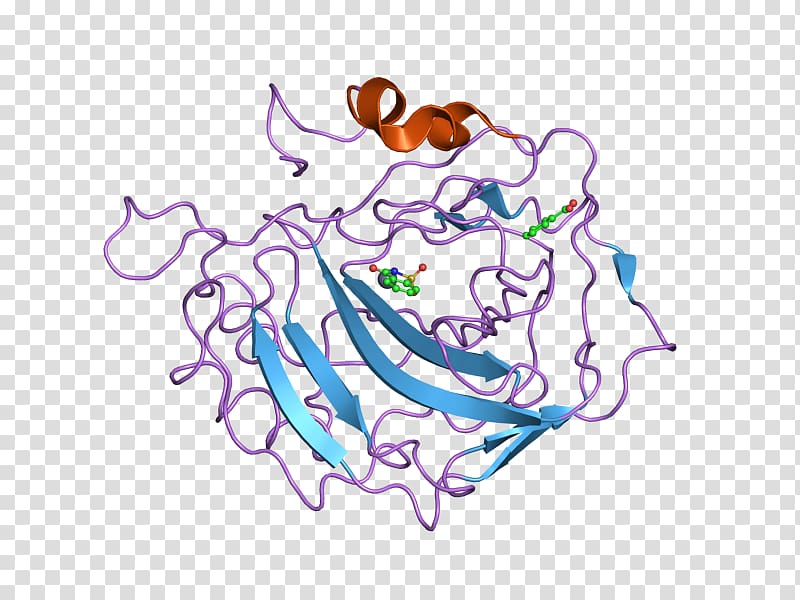 CORO1A Coronin Mitochondrial apoptosis-induced channel , protein cartoon transparent background PNG clipart