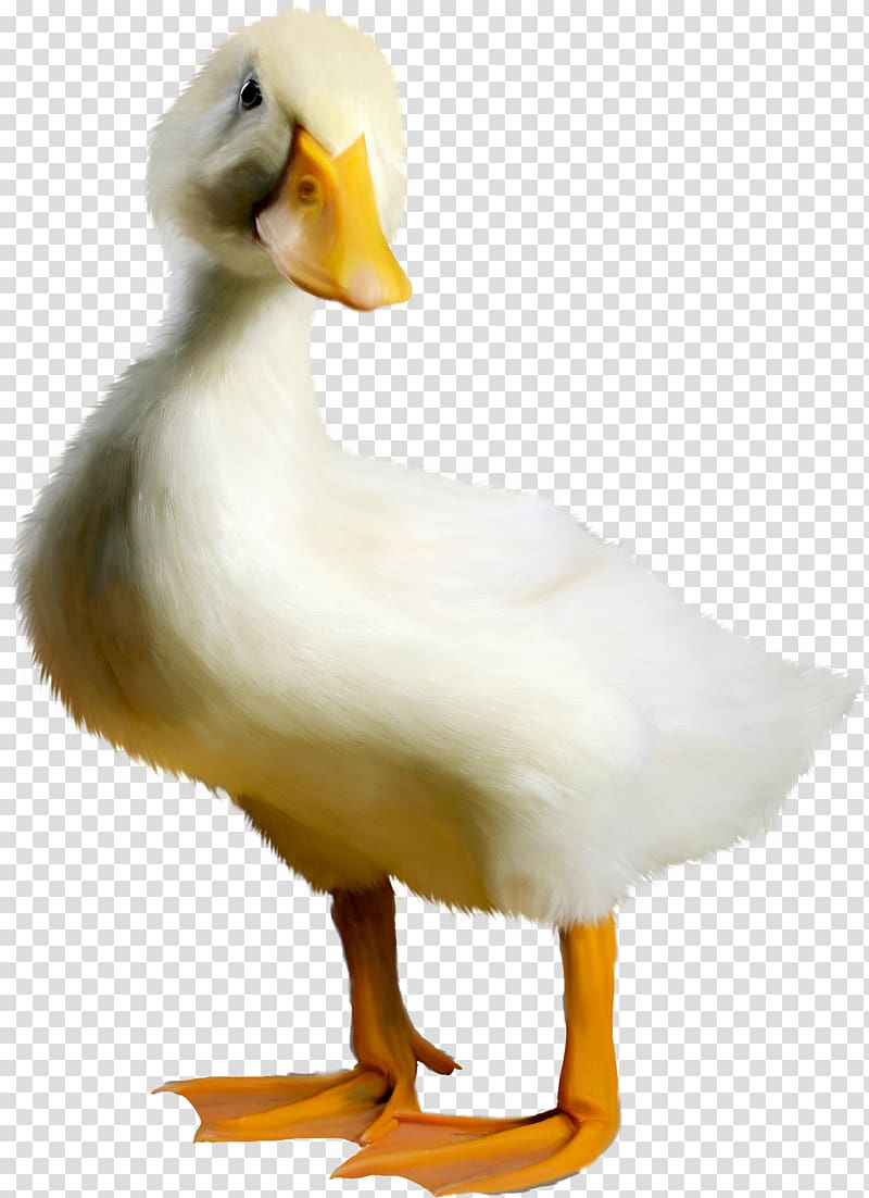 Duck Goose Bird, Stay Meng cute little duck transparent background PNG clipart