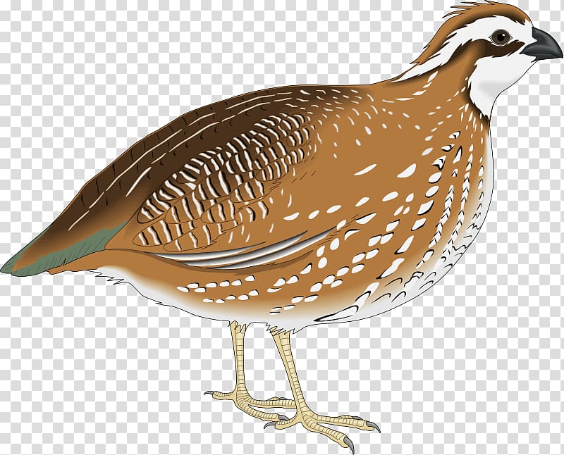 flying quail clipart