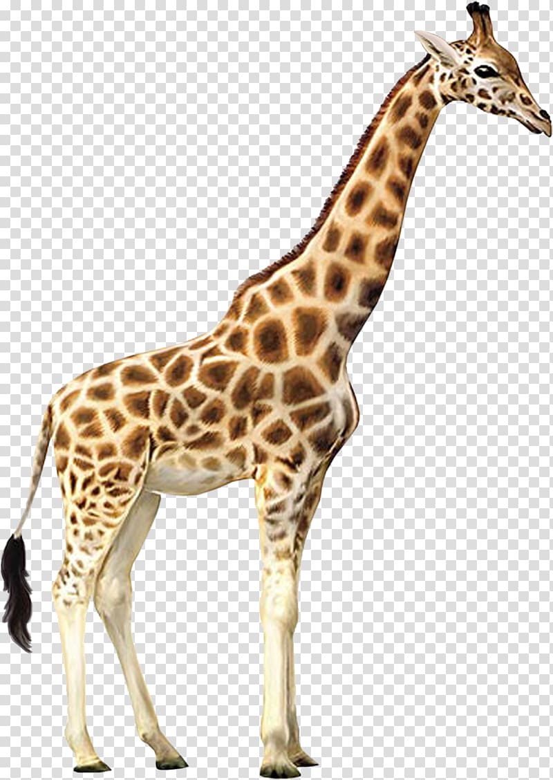 brown giraffe, Giraffe Who Let the Kids Out Wall decal Animal , Giraffe transparent background PNG clipart