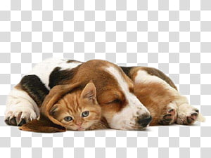 Tricolor Beagle And Orange Tabby Kitten Siberian Husky Kitten