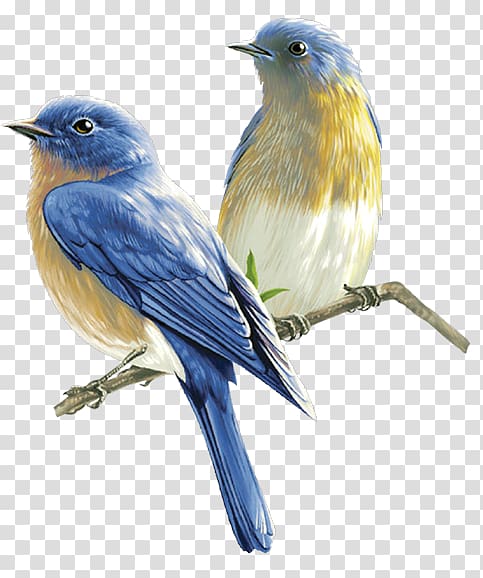 Bird , birds, two short-beak blue and yellow birds illustration transparent background PNG clipart