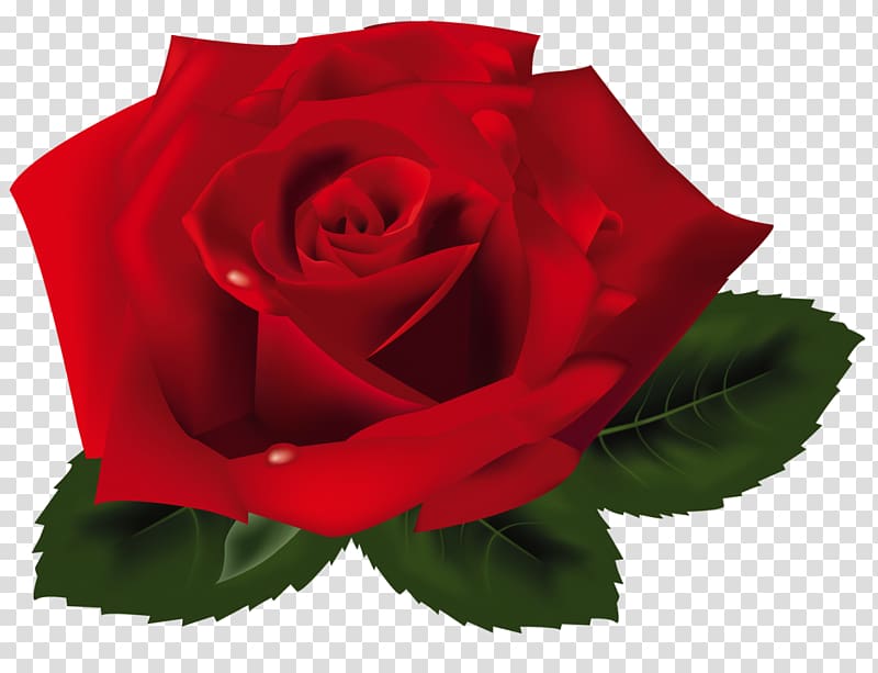 Rose , rose transparent background PNG clipart | HiClipart