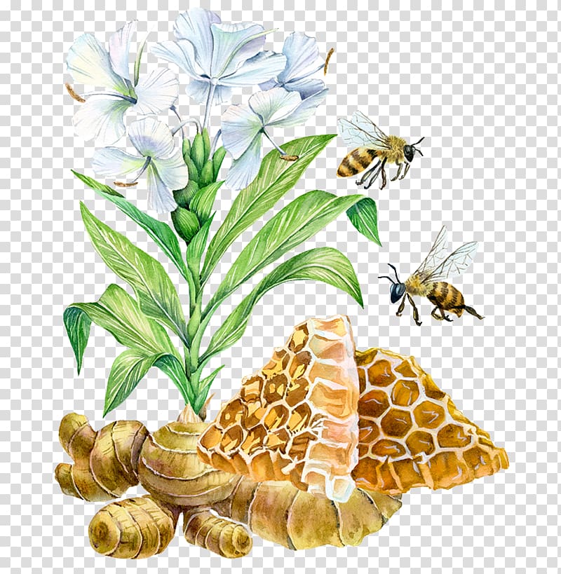 Watercolor painting Art Illustration, Hand-painted flowers and bee three drugs transparent background PNG clipart