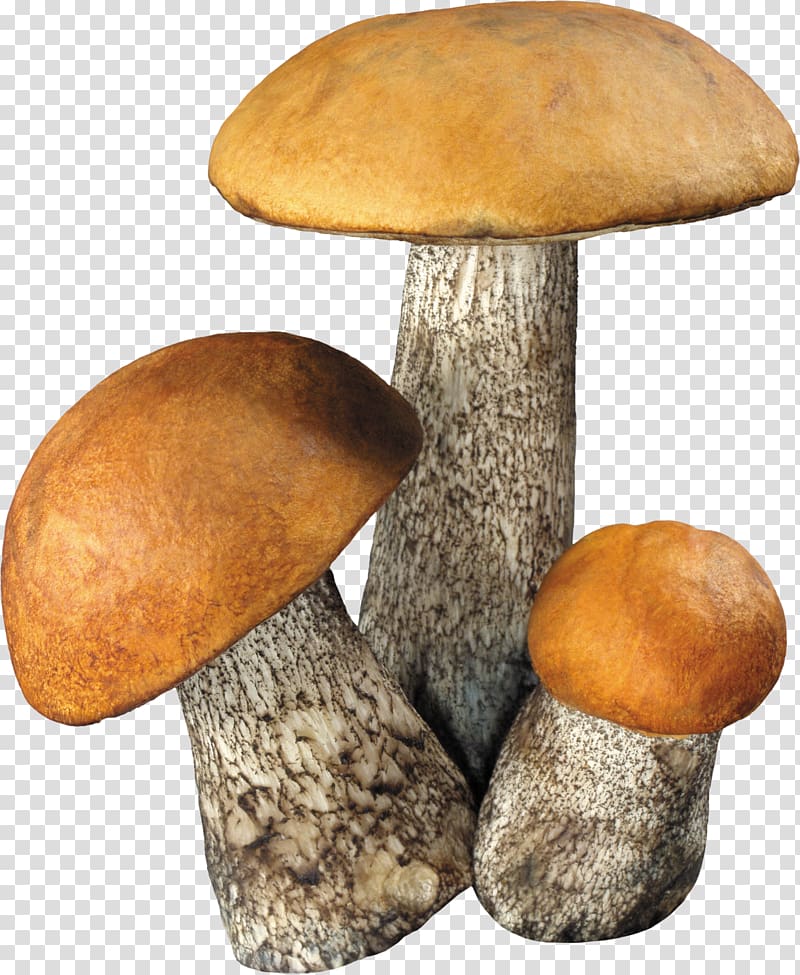 Fungus Mushroom Computer Icons, mushroom transparent background PNG clipart