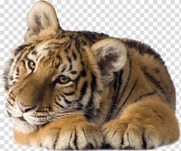 Cat Desktop Lion Siberian Tiger, Cat transparent background PNG clipart