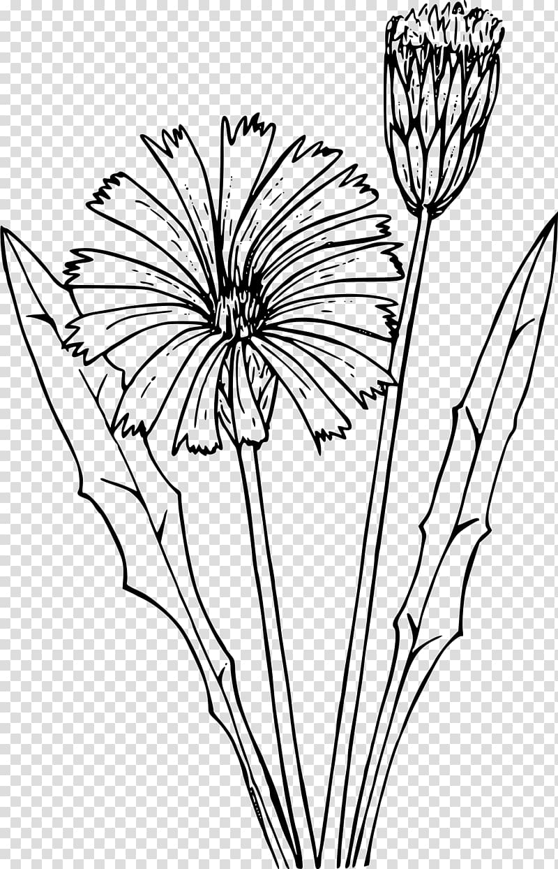 Wildflower Drawing Dandelion, dandelion transparent background PNG clipart