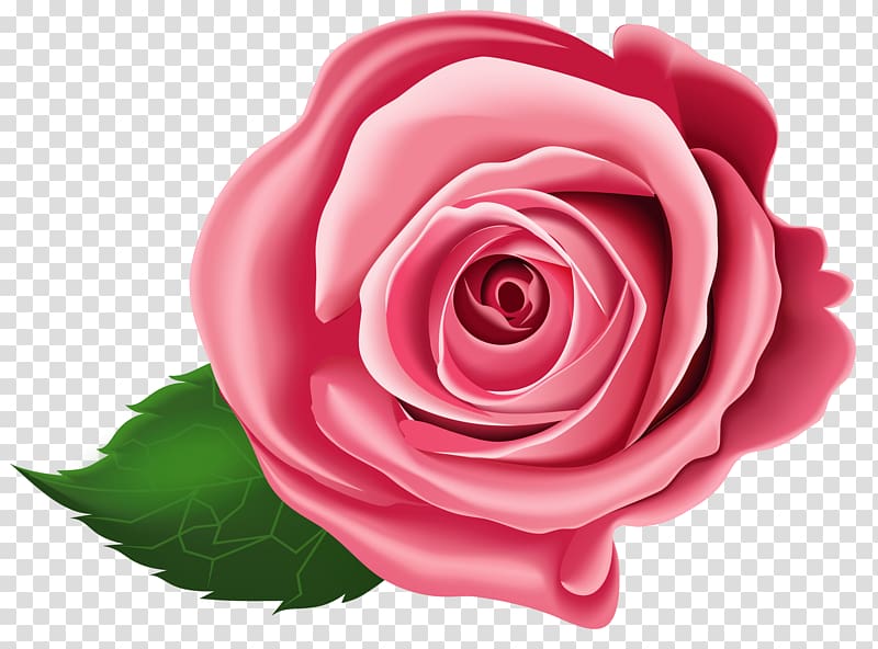 , Rose , red rose illustration transparent background PNG clipart
