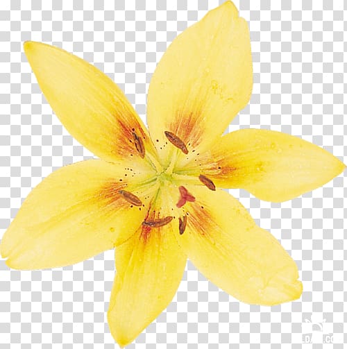 Narcissus Lilium Daffodil Flower Petal, flower transparent background PNG clipart