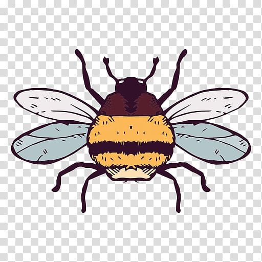 European dark bee Insect Honey bee , bees transparent background PNG clipart