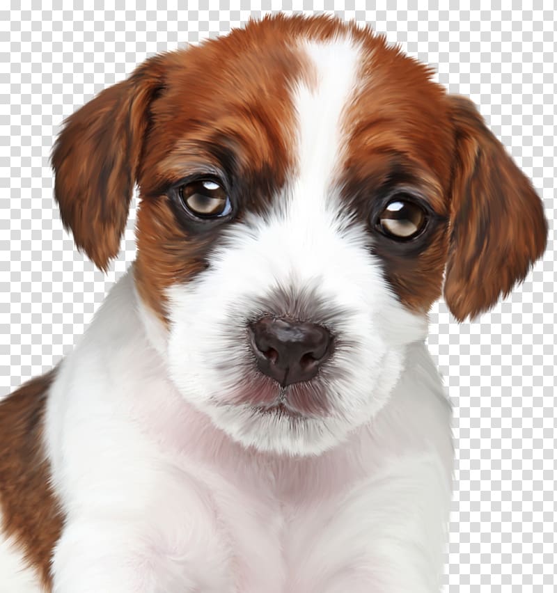 Kooikerhondje Puppy Maltese dog Bolognese dog Havanese dog, puppy transparent background PNG clipart