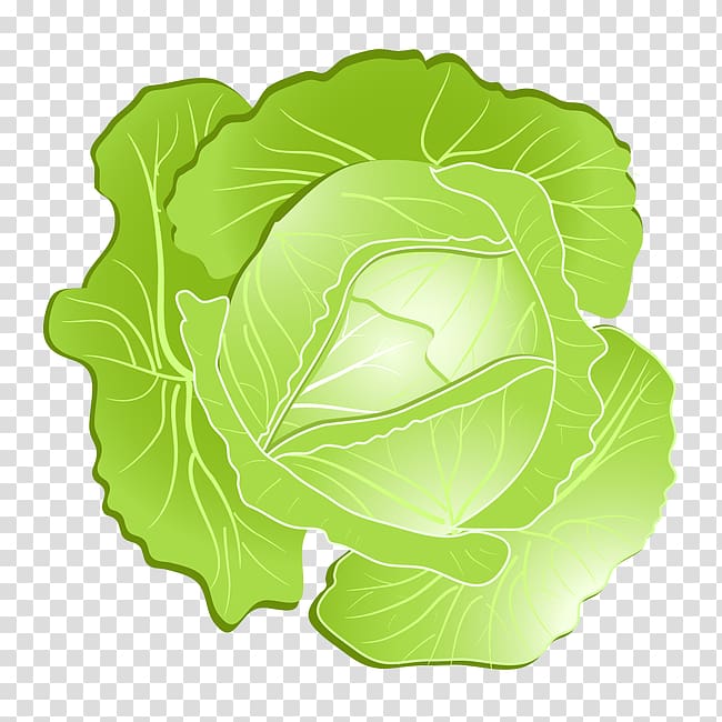 Savoy cabbage Kohlrabi , vegetables,Cabbage transparent background PNG clipart