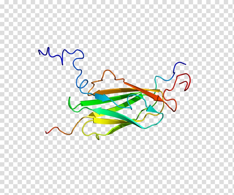 Protein Filamin Actin Homeobox N-terminus, U transparent background PNG clipart