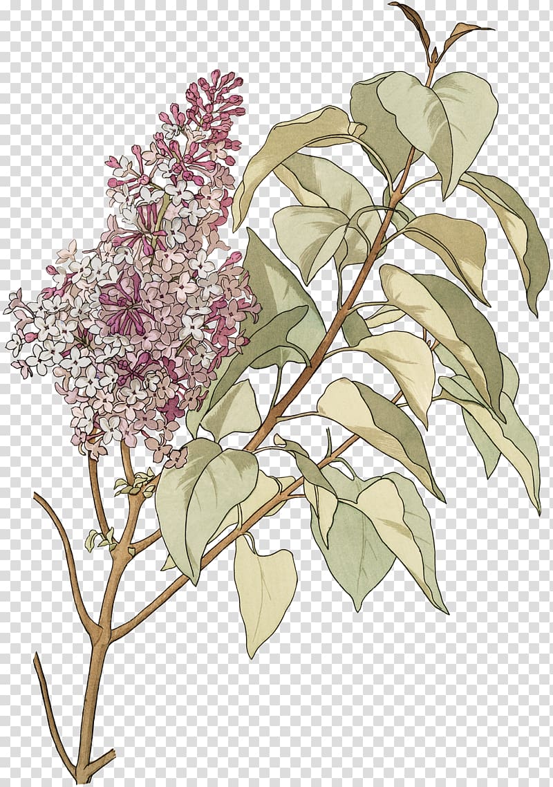 Botanical illustration Printmaking Book illustration Garden, lilac flowers transparent background PNG clipart