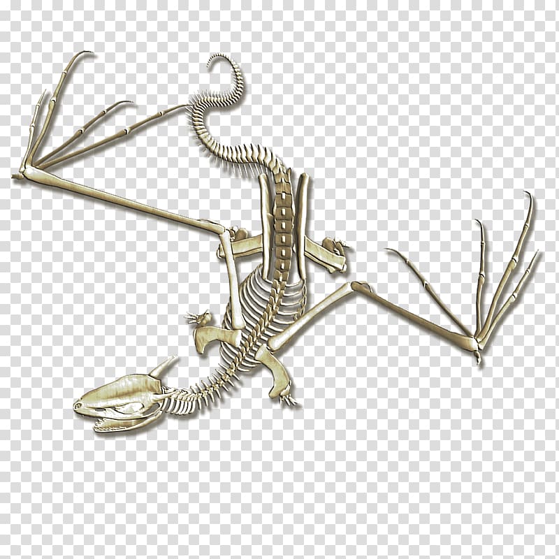 Human skeleton Bone Dragon Map, yellowed transparent background PNG clipart