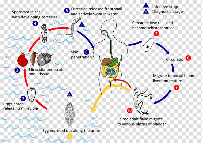 Schistosoma mansoni Schistosoma haematobium Schistosoma mekongi Schistosoma japonicum Schistosomiasis, transparent background PNG clipart