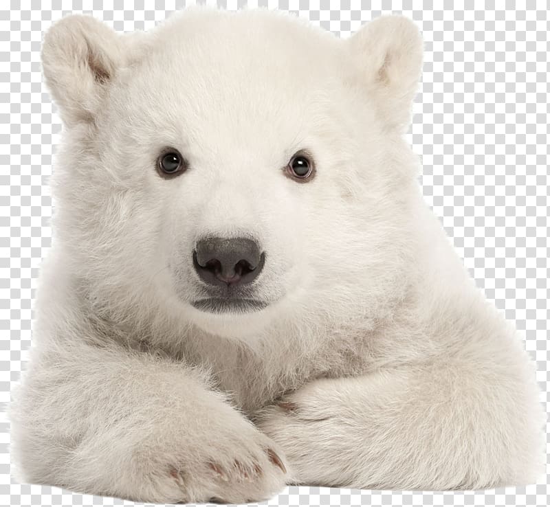 My First Baby Animals Amazon.com My First Words Let\'s Get Talking My First Colours Polar bear, girly transparent background PNG clipart