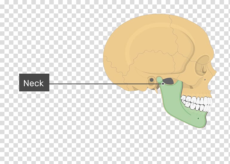 Mandible Skull Jaw Bone Maxilla, cranial skeleton head transparent background PNG clipart