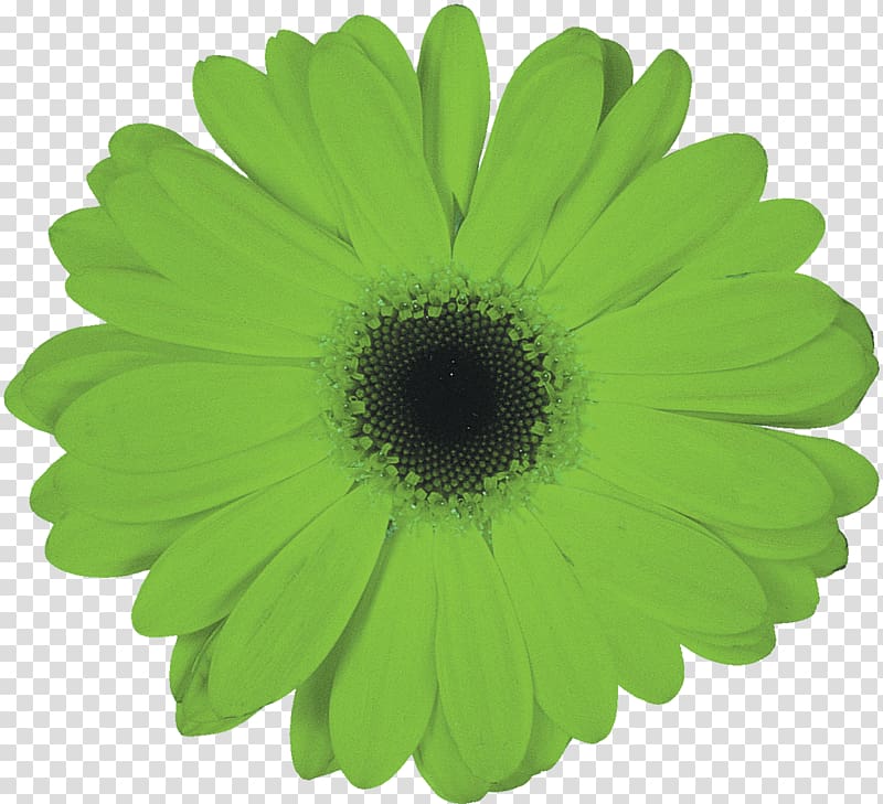 Flower Petal Daisy family Transvaal daisy, gerbera transparent background PNG clipart