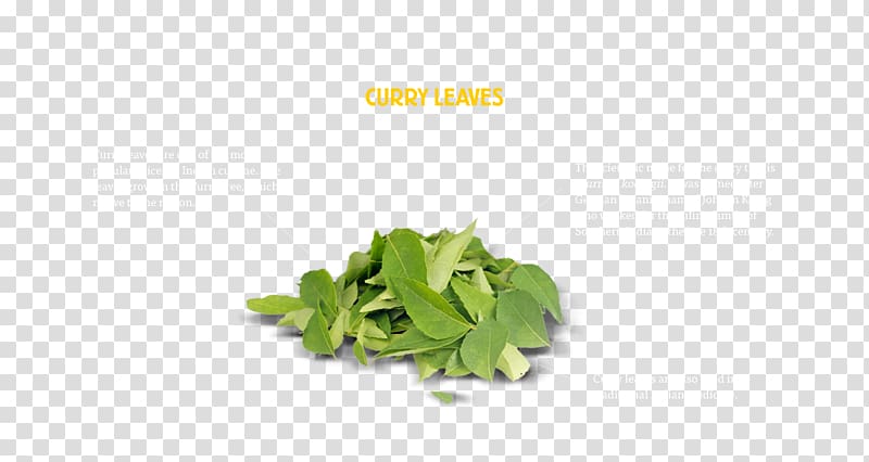 Herb New Curry Leaves Curry tree Leaf vegetable, Leaf transparent background PNG clipart