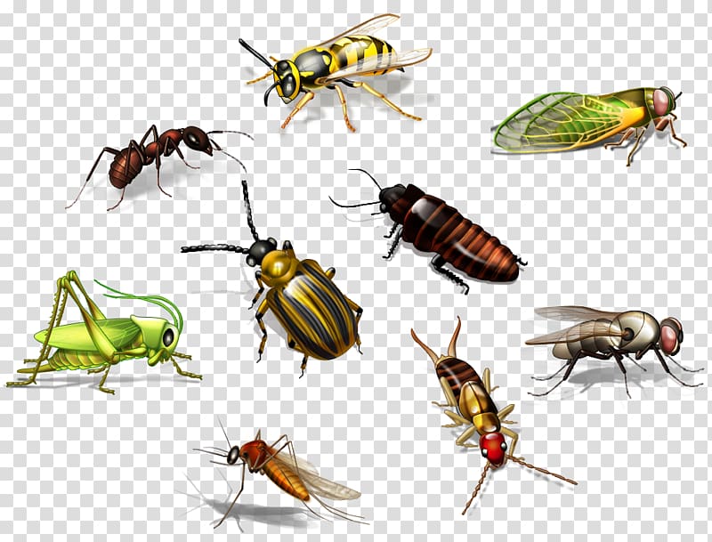 Insect Bee Ant Pest, insect transparent background PNG clipart