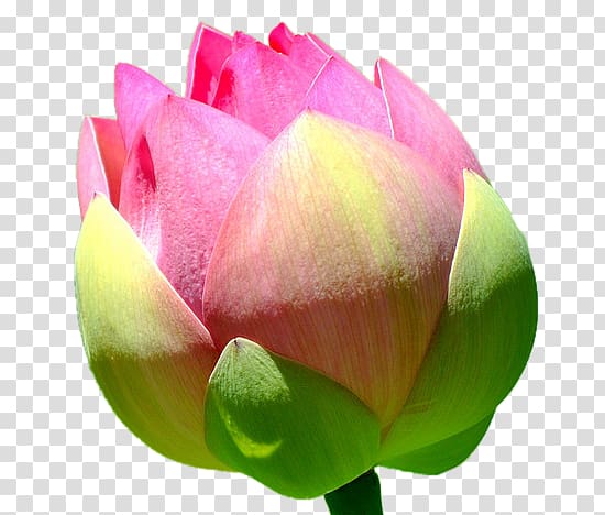 Nelumbo nucifera RGB color model, Lotus bud transparent background PNG clipart