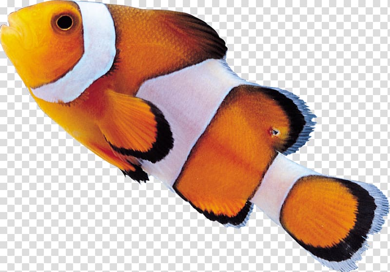 Clownfish Drawing , wild flower transparent background PNG clipart