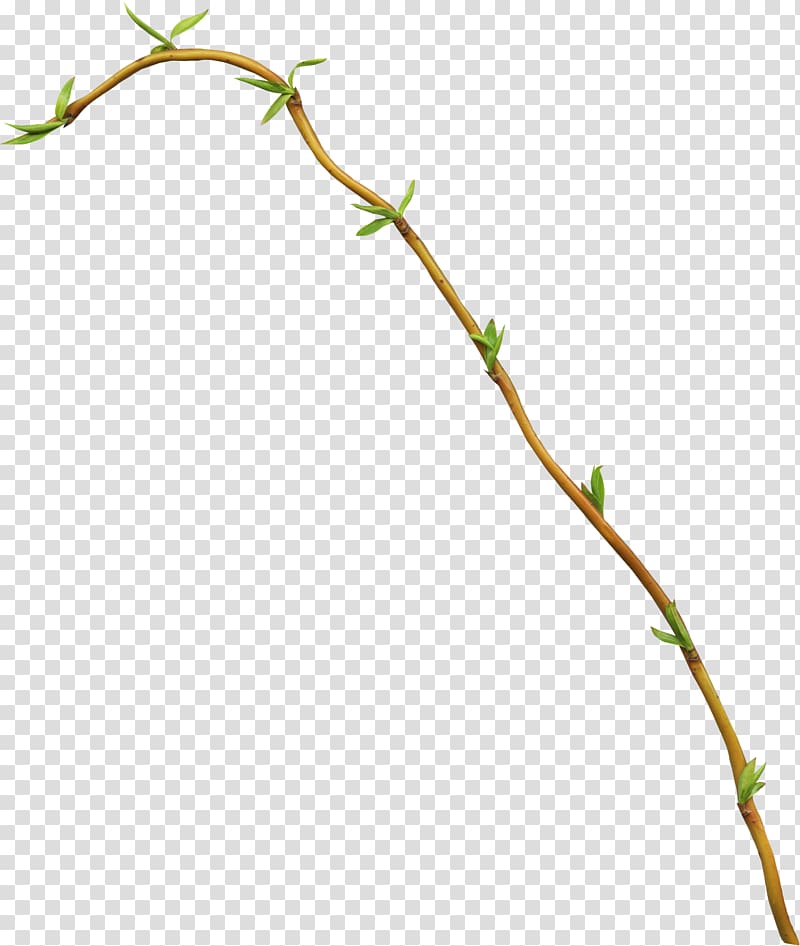 Leaf Branch Bud , Leaf transparent background PNG clipart