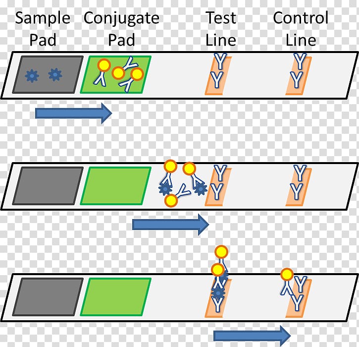 Lateral flow test Assay Aptamer Test method Information, others transparent background PNG clipart